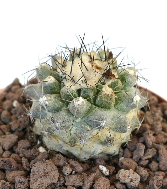 Kleine, rundliche Sukkulenten-Kaktee Copiapoa cinerea X Copiapoa humilis mit dichten Stacheln und wolligen Areolen