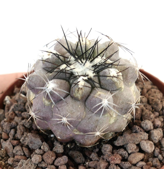 Copiapoa cinerea X Copiapoa hypogaea seltener Sukkulenten-Kaktus mit dichten schwarzen und weißen Stacheln