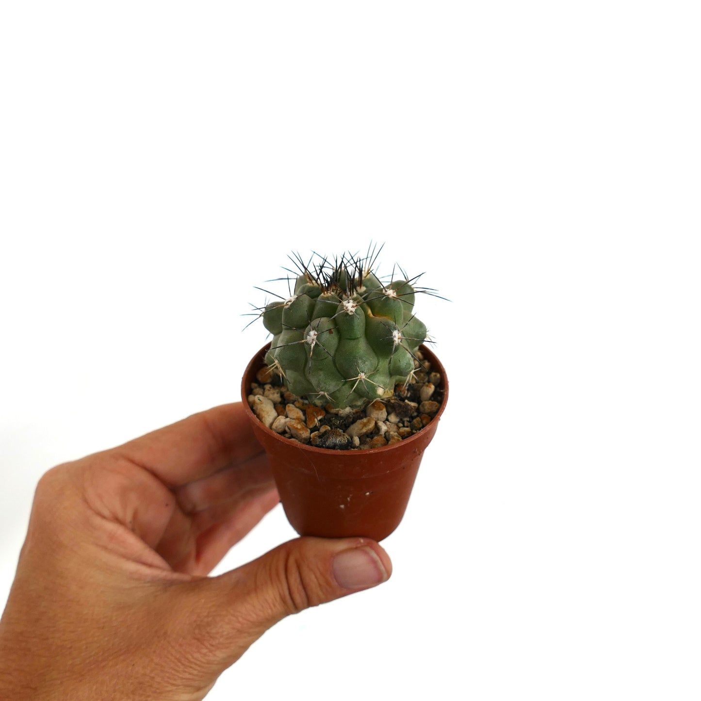 Copiapoa cinerea X Copiapoa longistaminea rare succulent cactus with prominent black spines