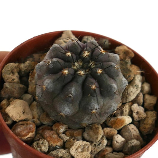 Copiapoa cinerea X Copiapos cinerea var. nudum rare gray cactus succulent specimen in pot