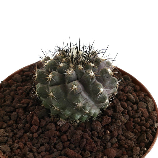 Cacto suculento Copiapoa cinerea X atacamensis com espinhos escuros e corpo arredondado com costelas em vaso