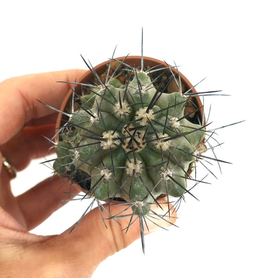 Cacto suculento Copiapoa cinerea X atacamensis com espinhos longos pretos densos e corpo verde com costelas