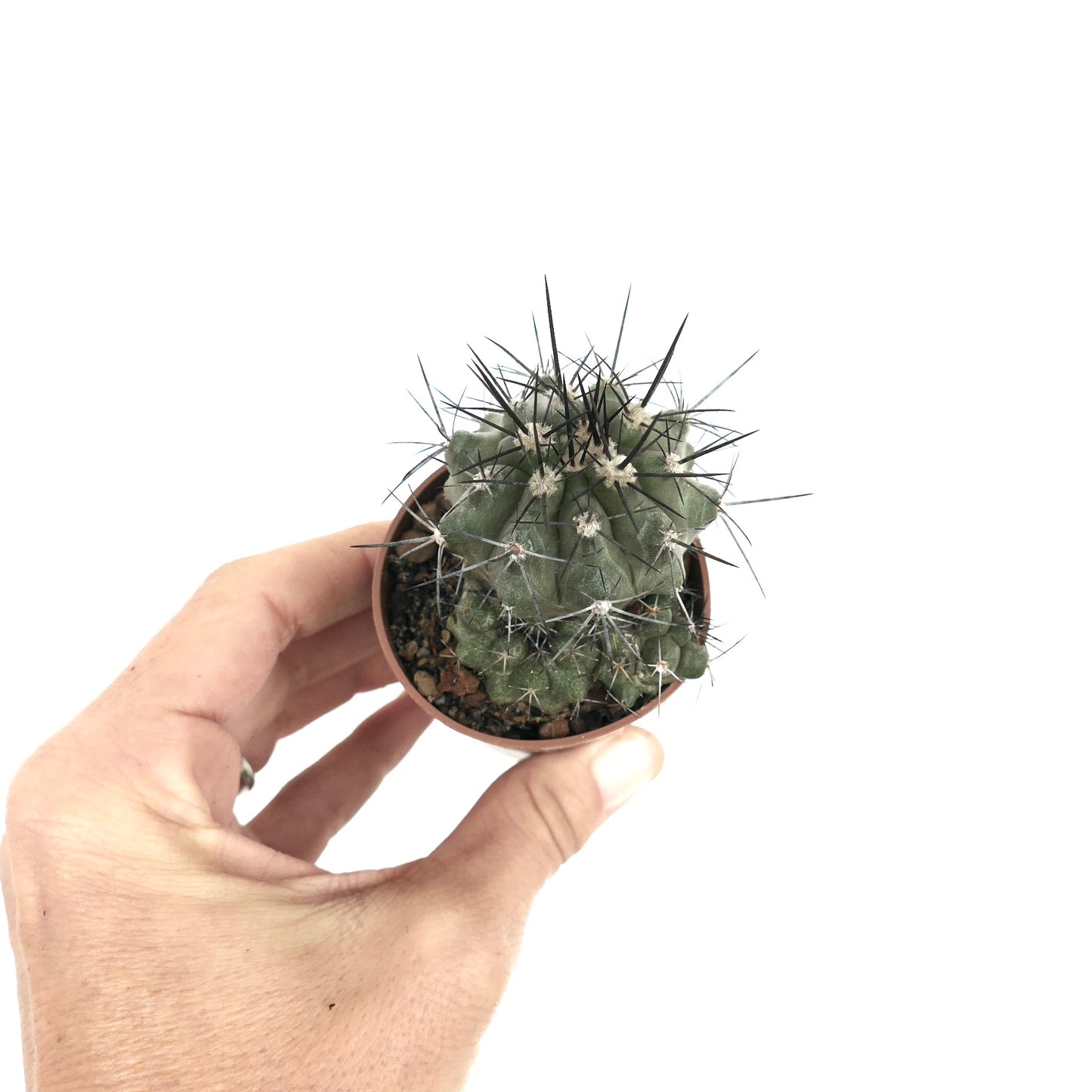 Copiapoa cinerea X atacamensis pequeno cacto suculento com espinhos densos pretos e brancos em vaso