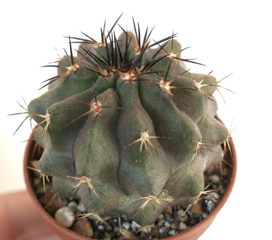 Copiapoa cinerea X desertorum suculento cactus con espinas oscuras y afiladas y cuerpo verde acanalado