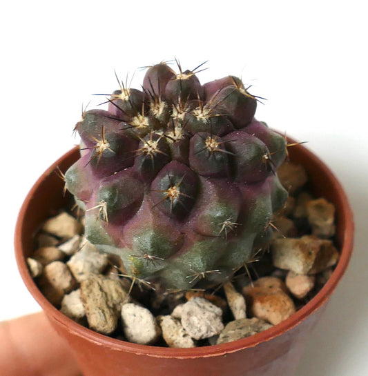 Copiapoa cinerea X goldii rare succulent cactus with purple and green ribbed body and sharp spines