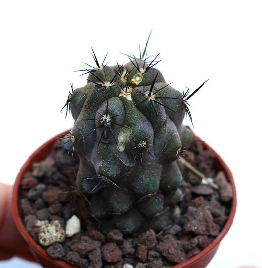 Copiapoa cinerea X griseoviolacea dark green succulent cactus with prominent black spines in pot