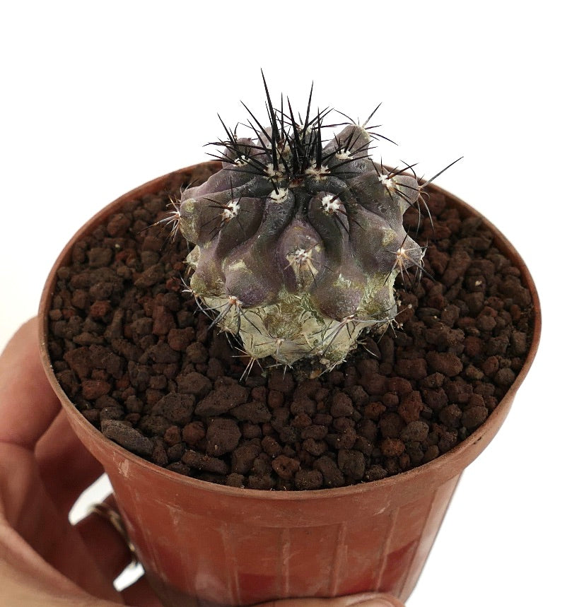 Copiapoa cinerea X griseoviolacea pequeno cacto suculento roxo com espinhos pretos afiados em vaso
