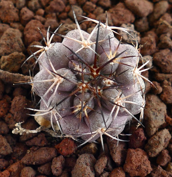 Copiapoa cinerea X griseoviolacea raro cacto suculento com espinhos brancos densos e corpo púrpura-cinzento