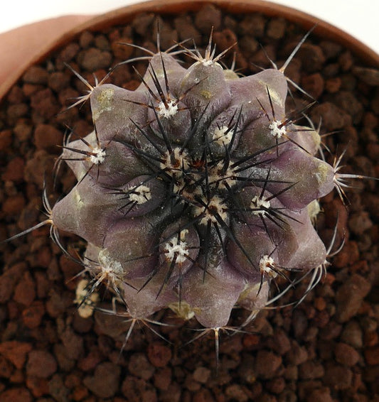 Copiapoa cinerea X griseoviolacea raro cacto suculento com espinhos escuros e corpo roxo-acinzentado