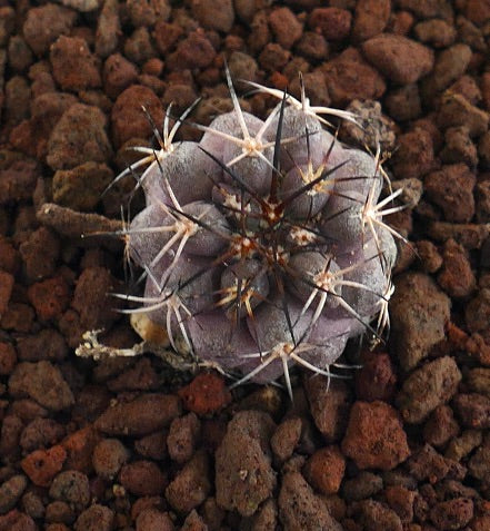 Copiapoa cinerea X griseoviolacea cacto suculento raro com espinhos densos e afiados e corpo acinzentado