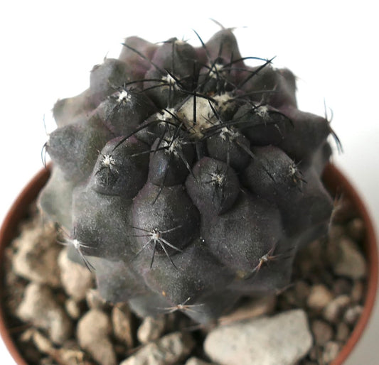 Copiapoa cinerea X griseoviolacea dark succulent cactus with clustered tubercles and sharp spines
