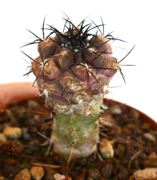 Copiapoa cinerea X griseoviolacea cacto raro com tubérculos de tonalidade púrpura e espinhos pretos afiados
