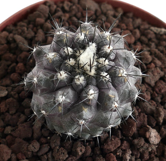 Copiapoa cinerea X humilis raro cacto suculento com espinhos pretos densos e corpo acinzentado