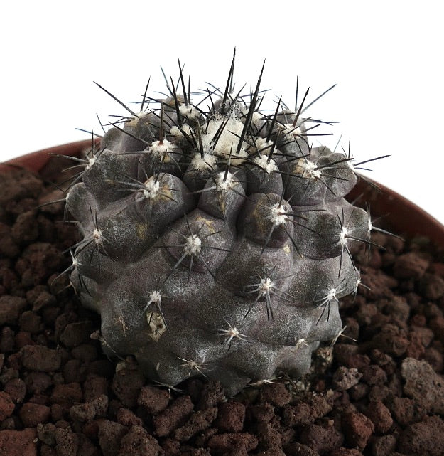 Copiapoa cinerea X humilis raro cacto suculento com espinhos escuros e corpo texturizado cinza-esverdeado