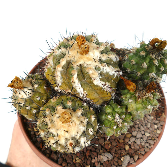 Copiapoa cinerea X hypogaea Cluster-Sukkulente Kaktus mit weißen wolligen Areolen und scharfen schwarzen Dornen