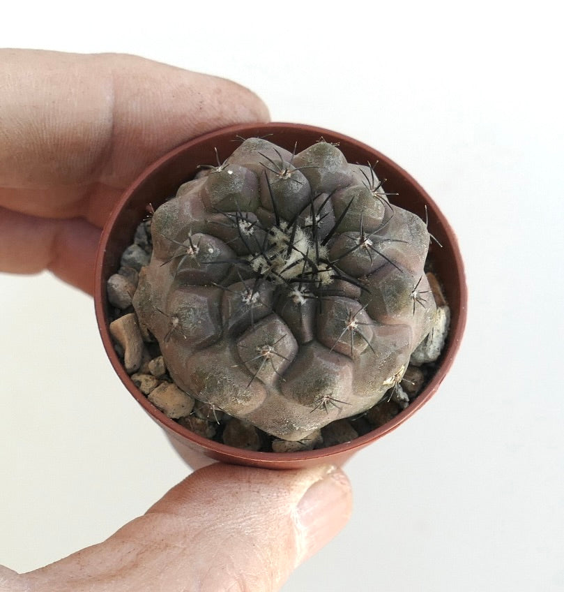 Kleine sukkulente Copiapoa cinerea X hypogaea Kaktus mit dunklen Dornen und abgerundeten Warzen
