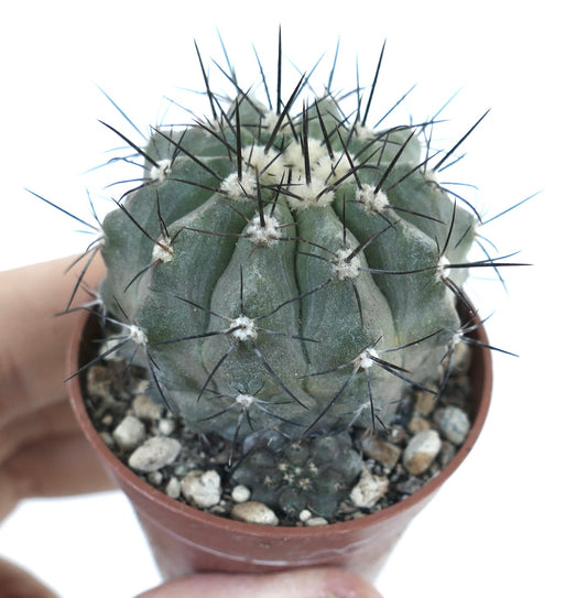 Copiapoa cinerea X lonistaminea suculenta cactácea com costelas grossas e espinhos longos e escuros em vaso pequeno