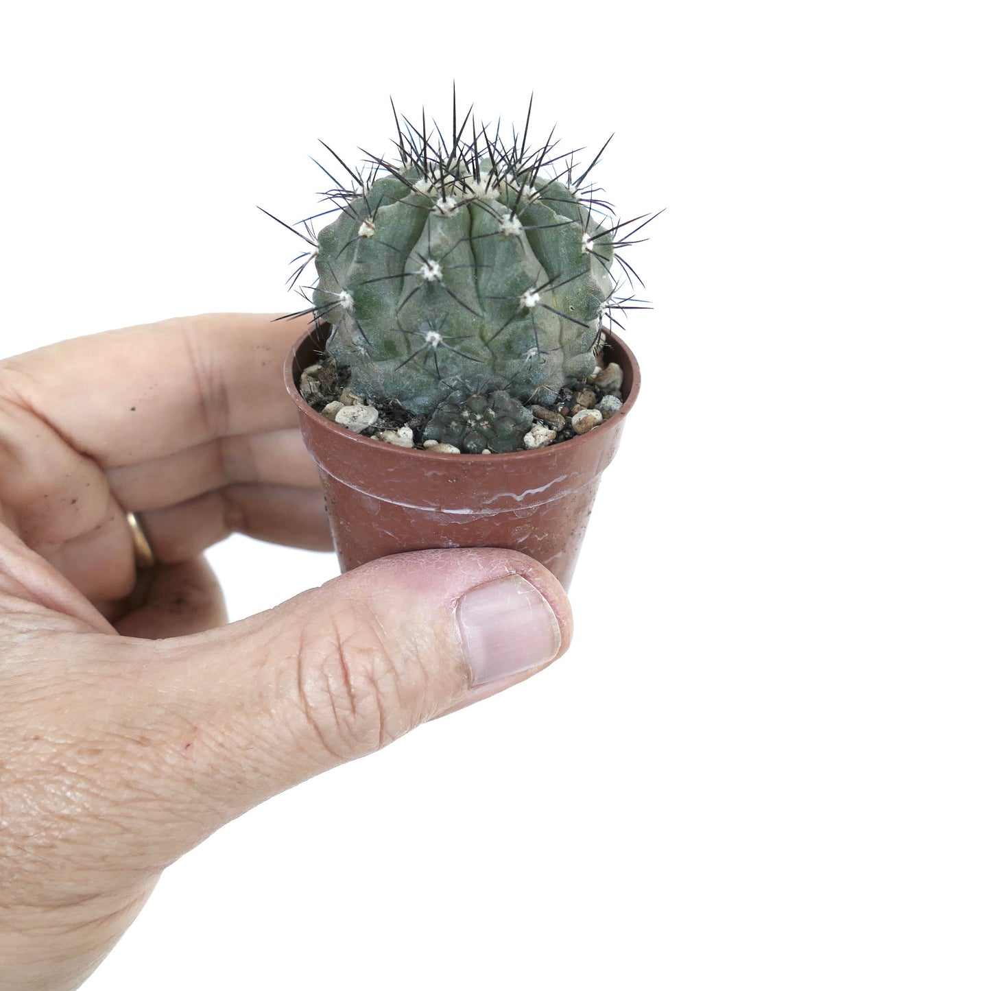 Copiapoa cinerea X lonistaminea pequeno cacto suculento redondo com espinhos pretos afiados em vaso