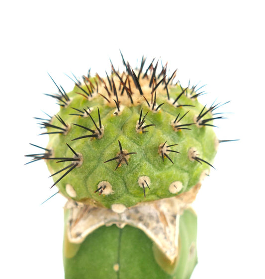 Copiapoa cinerea X serpentisulacata raro cacto verde com espinhos pretos afiados e superfície texturada