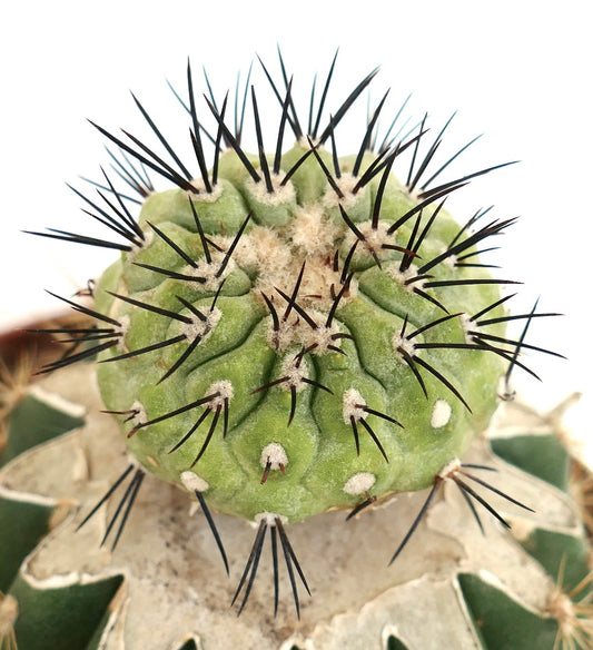 Copiapoa cinerea X serpentisulcata cacto suculento raro com espinhos pretos densos e caule verde texturizado