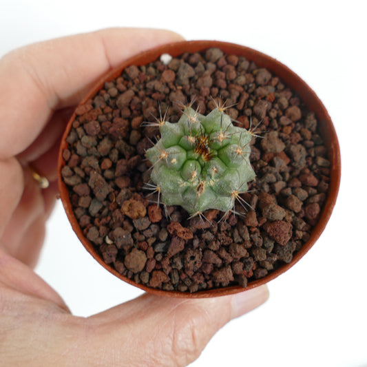 Kleine sukkulente Copiapoa cinerea X serpentisulcata mit Dornen in Terrakottatopf