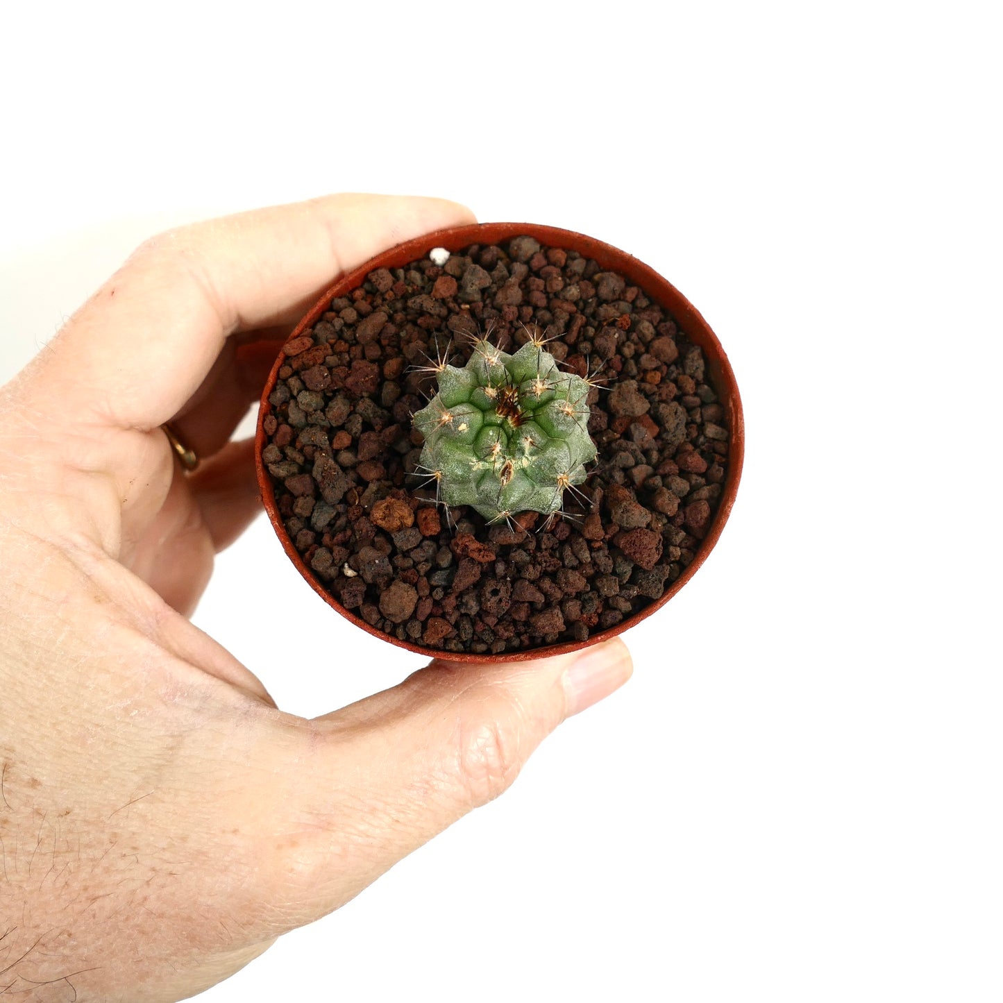 Petit cactus succulent Copiapoa cinerea X serpentisulcata avec un corps vert strié et des épines pointues