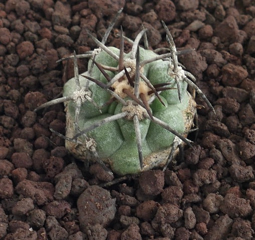 Copiapoa cinerea X solaris rare succulent cactus with thick spines and textured green body