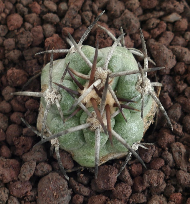 Copiapoa cinerea X solaris succulent cactus with thick spines and pale green body on volcanic soil