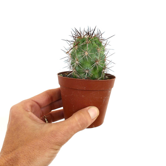 Kleiner grüner Kaktus Copiapoa cinerea X solaris mit langen, scharfen braunen Stacheln im Topf