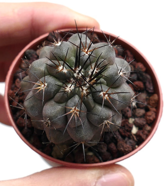 Copiapoa cinerea succulent cactus with dark spines and rounded gray-green tubercles in small pot
