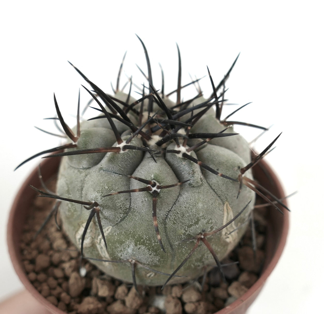 Copiapoa cinerea succulent cactus with thick gray body and long dark spines in pot