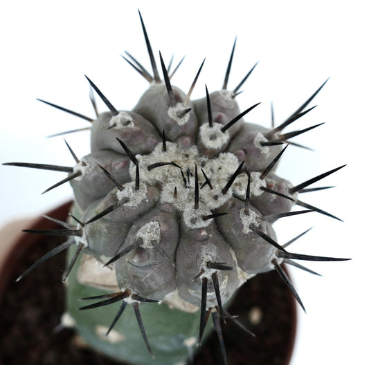 Copiapoa cinerea gray succulent cactus with prominent black spines and woolly areoles