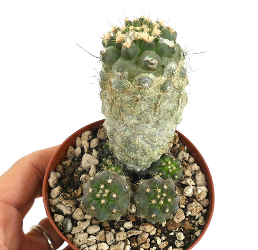 Copiapoa cinerea albispina X Copiapoa humilis raro cacto com caule texturado e pequenos rebentos espinhosos