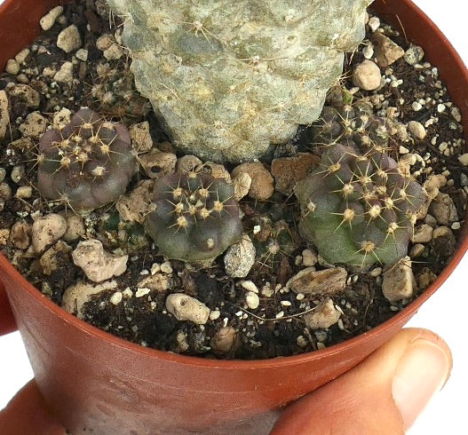 Copiapoa cinerea albispina X Copiapoa humilis pequeno cacto suculento com espinhos em vaso de terracota