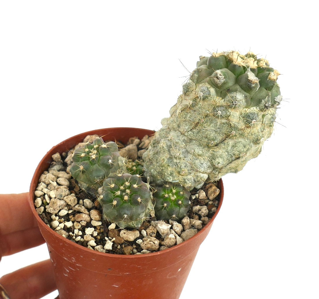 Copiapoa cinerea albispina X Copiapoa humilis raro cacto suculento com textura felpuda e pequenas espinhas em vaso