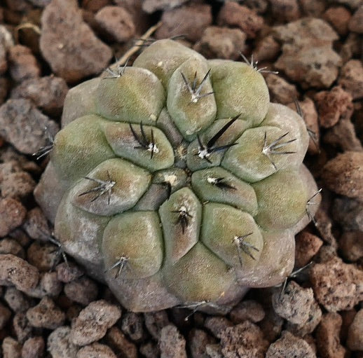 Copiapoa コピアポア 写真集 貴重本 2025 新品 Copiapoa コピアポア
