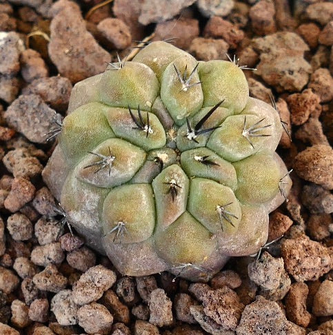 Copiapoa cinerea seltener Sukkulenten-Kaktus mit abgerundeten Warzen und kurzen Stacheln auf felsigem Boden