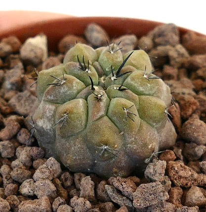 Copiapoa cinerea seltener Sukkulenten-Kaktus mit abgerundeten Warzen und kurzen dunklen Stacheln