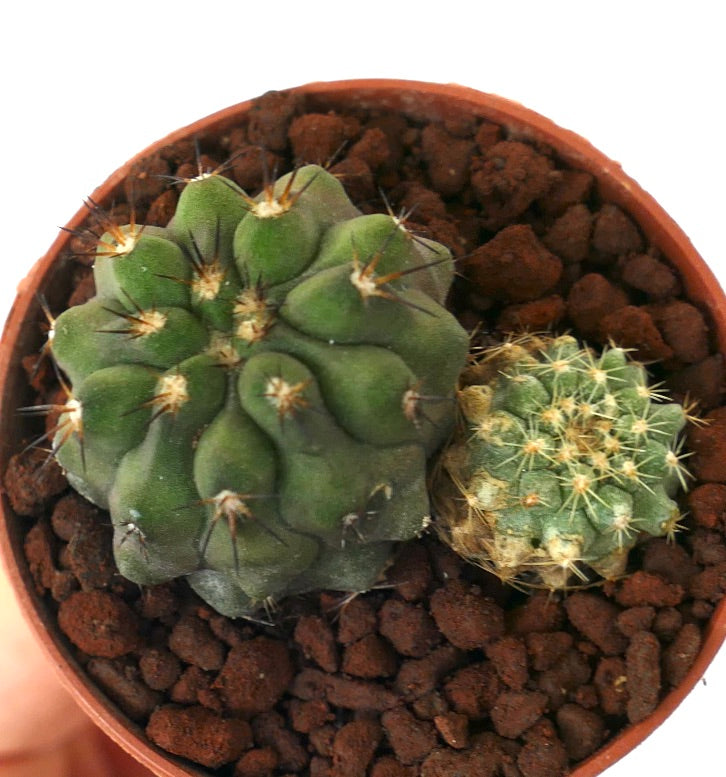 Copiapoa cinerea form brevispina + Copiapoa serpentisulcata
