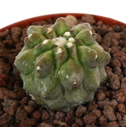 Copiapoa cinerea succulent cactus with rounded tubercles and small white spines in rocky soil