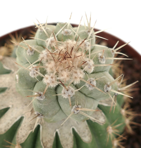 Copiapoa cinerea var. albispina succulent cactus with dense white wool and sharp spines