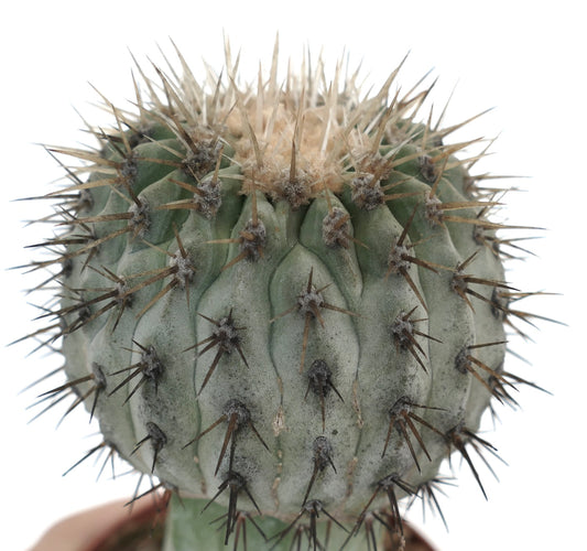 Copiapoa cinerea var. albispina succulent cactus with dense white spines and ribbed gray-green body