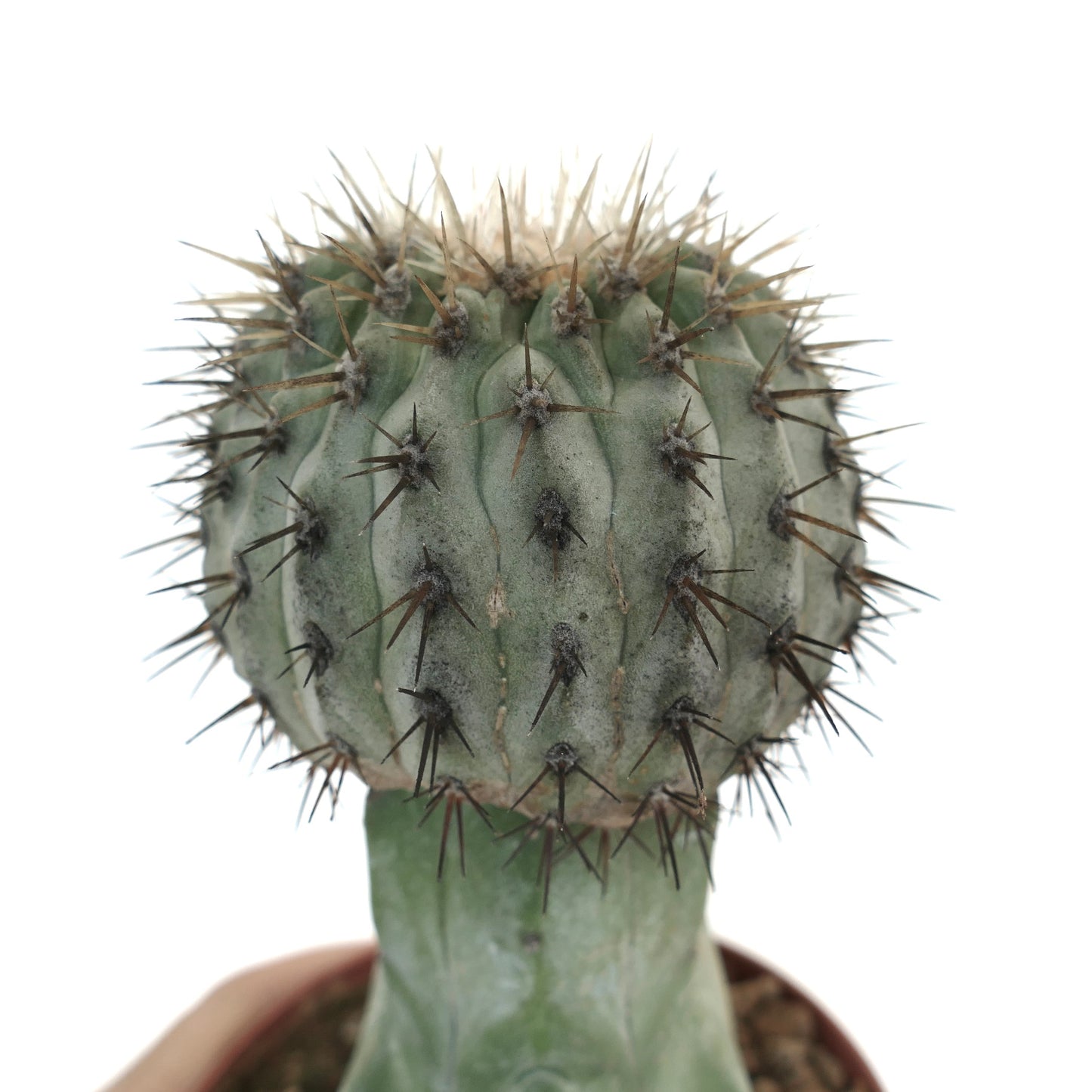 Copiapoa cinerea var. albispina raro cactus suculento con cuerpo redondeado grisverdoso y espinas afiladas