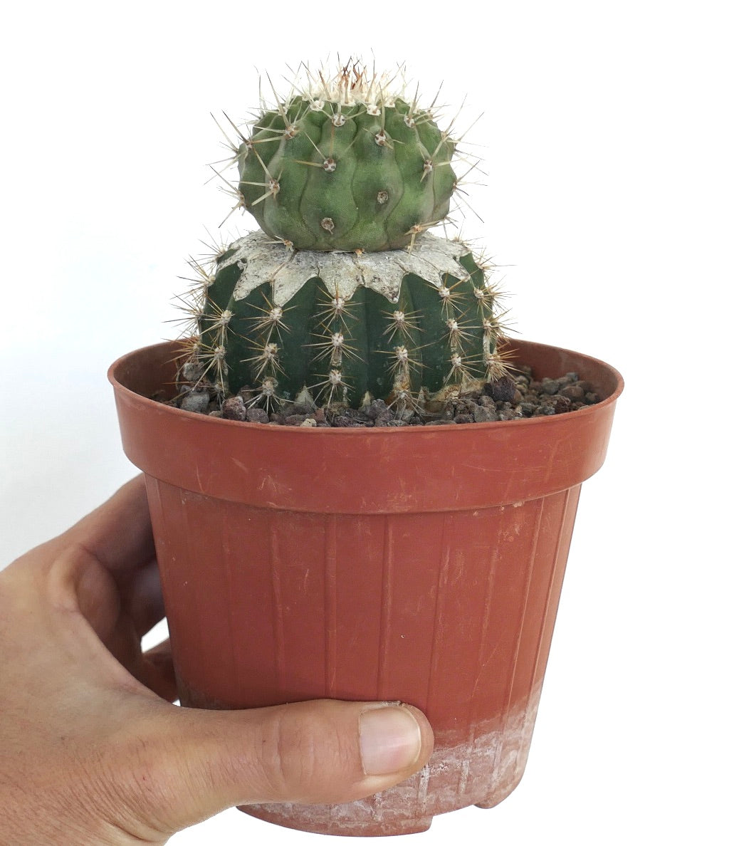 新品　COPIAPOA CINEREA  FlowerSeason Copiapoa cinerea | Rare Exotic Plant for Sale