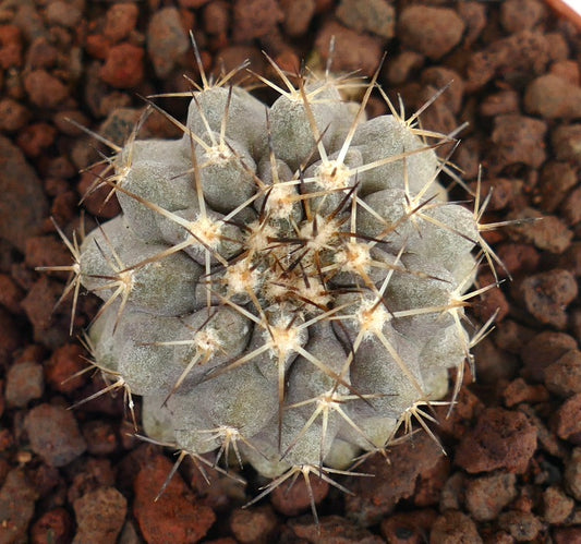 Copiapoa cinerea var. albispina X columna-alba kleiner grauer Kaktus mit langen scharfen Dornen und strukturierter Oberfläche