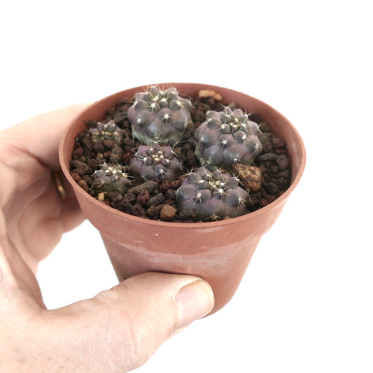 Copiapoa cinerea var. albispina small clustered purple succulent cactus with white spines in pot