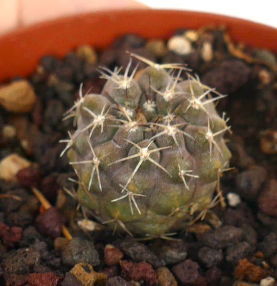 Petit cactus rond Copiapoa cinerea var. albispina avec des épines blanches et une surface texturée