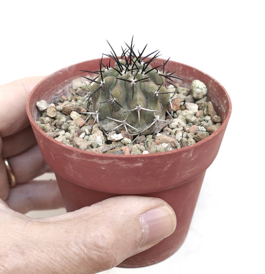 Copiapoa cinerea var. cinerea small round cactus with dark spines and textured green body in pot