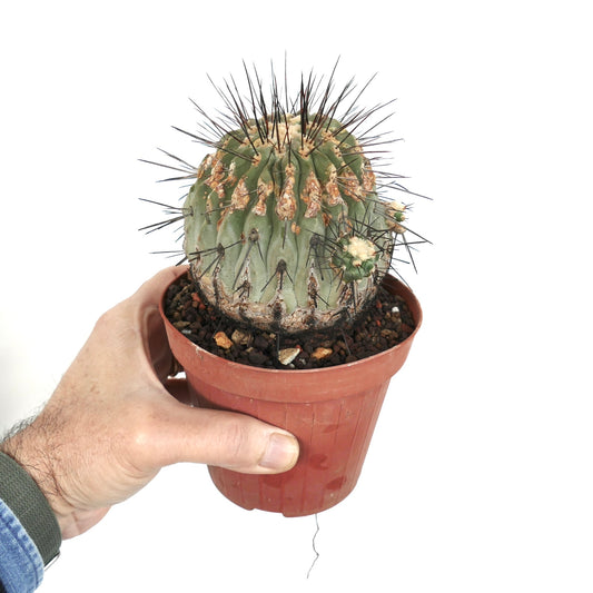 Copiapoa cinerea var. dealbata succulent cactus with thick spines and textured green body in pot