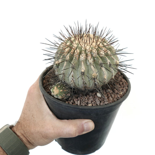 Copiapoa cinerea var. dealbata succulent cactus with dense long dark spines and rounded ribbed body in pot